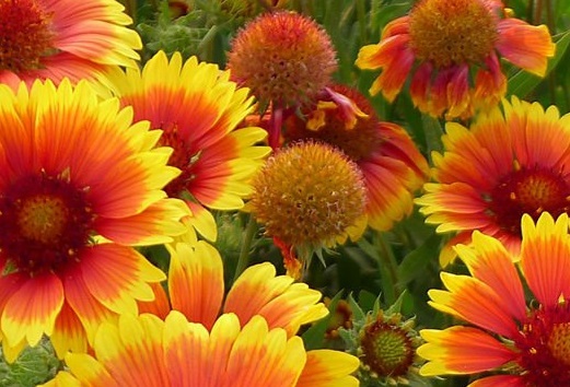 真假草花机图片怎么认别(真假草花机图片怎么认别视频)